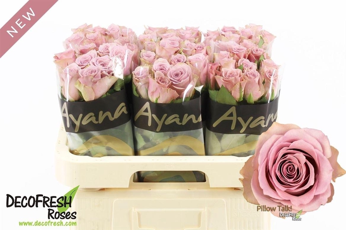 <h4>R Gr Pillow Talk</h4>