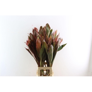 Cordyline Terminalis Black Large