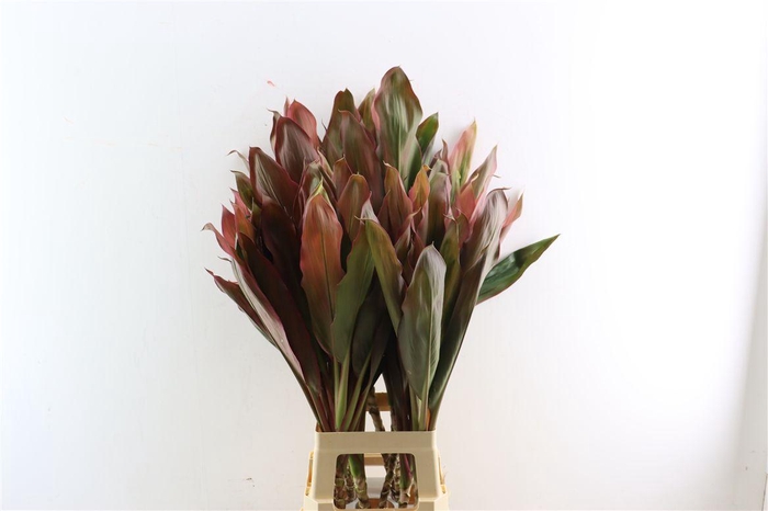 <h4>Cordyline Terminalis Black Large</h4>