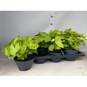 SYNG GOLDEN ALLUSION