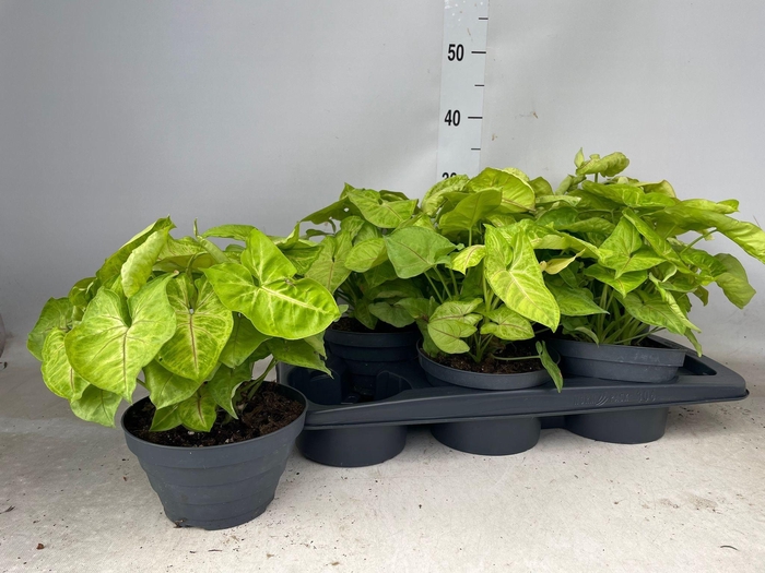 <h4>SYNG GOLDEN ALLUSION</h4>