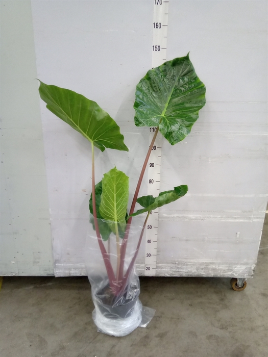 <h4>Alocasia   ...</h4>