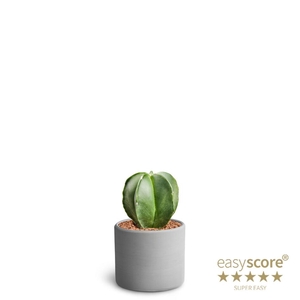 ASTROPHYTYM MYRIOSTIGMA