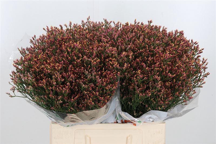 <h4>Lim Sin Scar Diamond</h4>