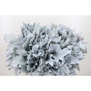 Quercus Kl Bh Wit