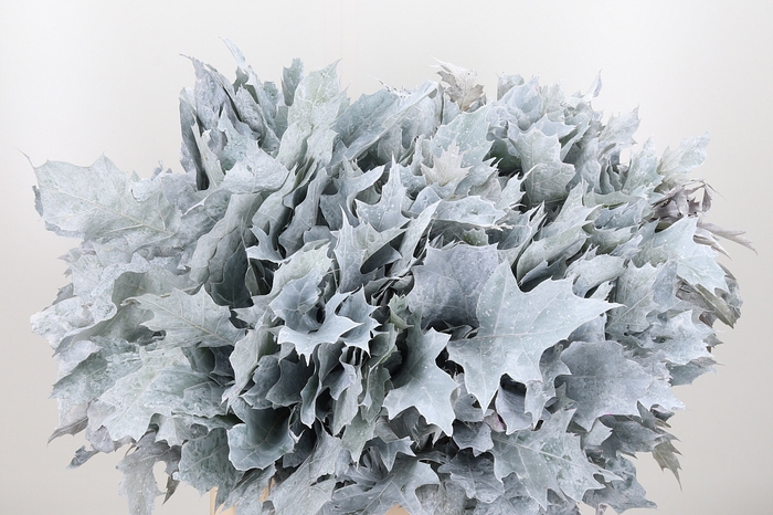 <h4>Quercus Kl Bh Wit</h4>