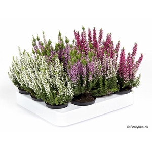 CALLUNA VULGARIS p6 mix