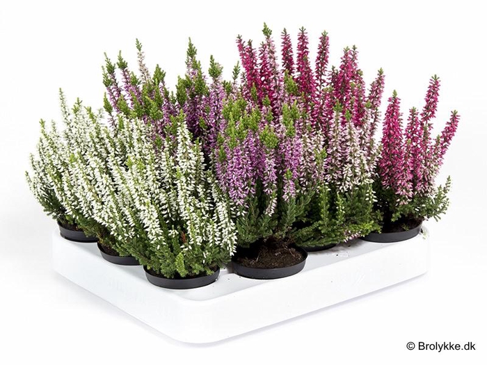 <h4>CALLUNA VULGARIS p6 mix</h4>