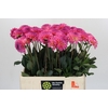 Dahlia Esli
