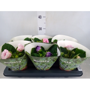 Sinningia  'Sonata'   ...mix