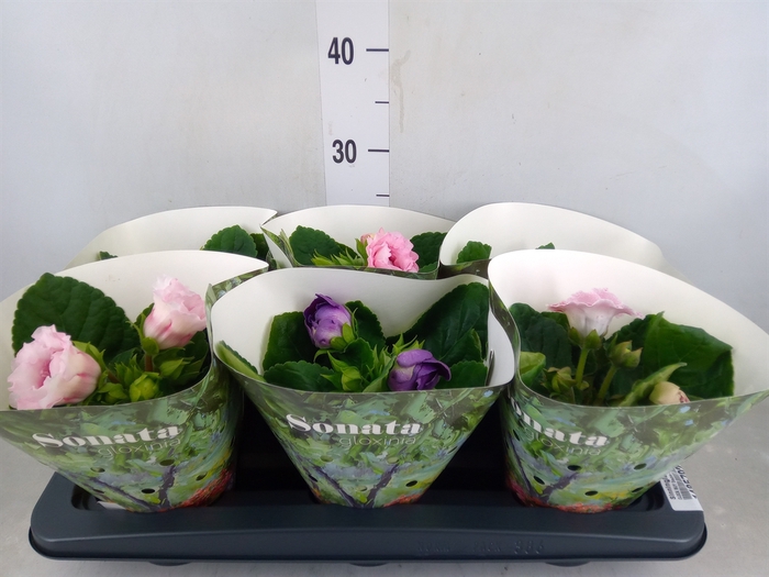 <h4>Sinningia  'Sonata'   ...mix</h4>