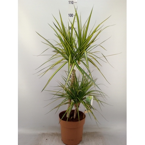 Dracaena marg. 'Sunray'