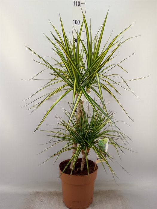<h4>Dracaena marg. 'Sunray'</h4>