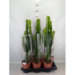 Euphorbia acrurensis