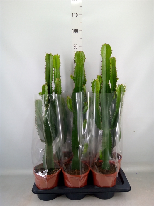 <h4>Euphorbia acrurensis</h4>