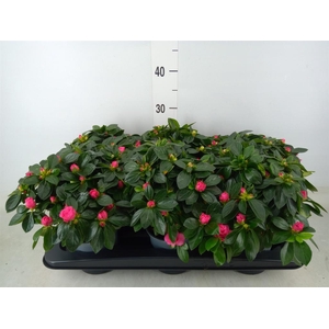 Rhododendron sim. 'Aiko Rose'