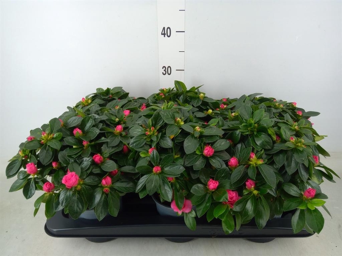 <h4>Rhododendron sim. 'Aiko Rose'</h4>