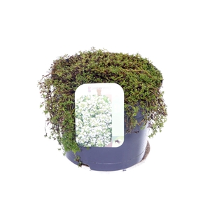 Thymus praecox Albiflorus