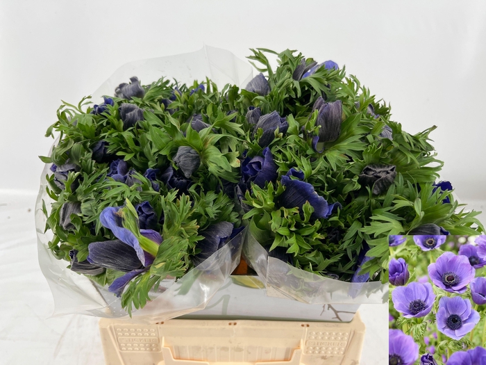 <h4>ANEM CO MAR BLUE</h4>