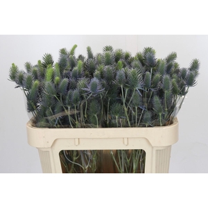 Eryngium Electric Dynamite