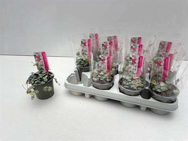 <h4>CEROPEGIA WOODII SUP</h4>