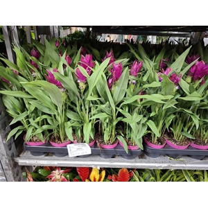 Curcuma alism. Siam Sublime