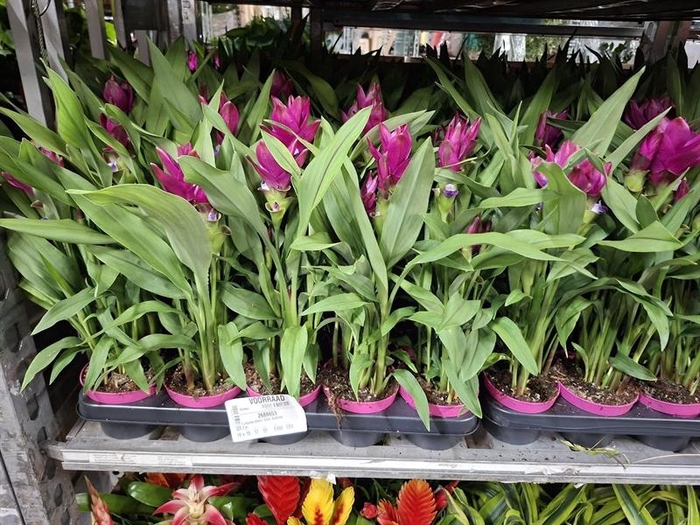 <h4>Curcuma alism. Siam Sublime</h4>