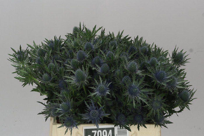 <h4>Eryngium Aqua</h4>