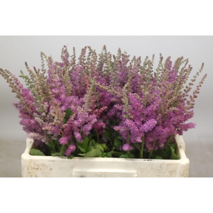 Astilbe Black And Blue