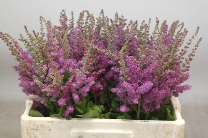 <h4>Astilbe Black And Blue</h4>