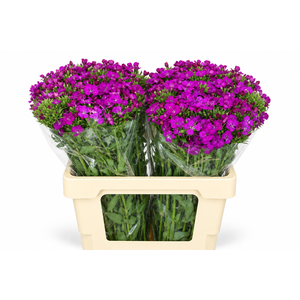 Dianthus Br Amazon Neon Purple