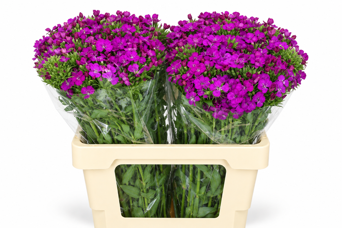 <h4>Dianthus Br Amazon Neon Purple</h4>