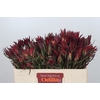 Leucadendron Fireglow Spray