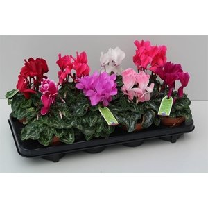Cyclamen midi SS Allure 10,5Ø 27cm