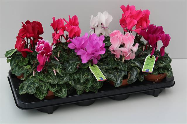 Cyclamen midi SS Allure 10,5Ø 27cm