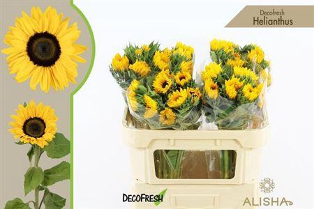 <h4>Helianthus Sunrich Orange</h4>