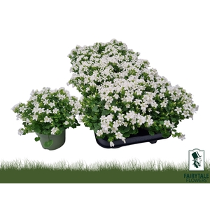 CAMP POR WHI GET MEE