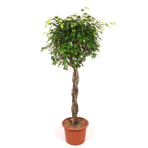 Ficus Exotica
