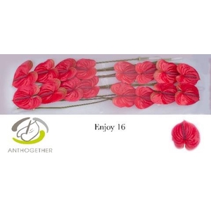ANTH A ENJOY LIGHT RED