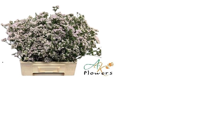 <h4>LIM WHITE NETO</h4>