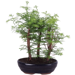 Outdoor Bonsai Metasequoia Forest in ø18cm oval pot