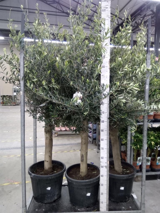 <h4>Olea europaea</h4>