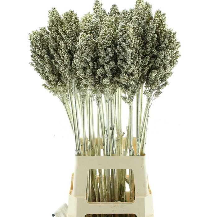 <h4>Sorgum Platina</h4>