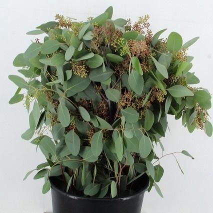 <h4>EUC OV BLAD BS</h4>