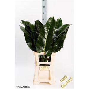 Philodendron  'St. Tropez'