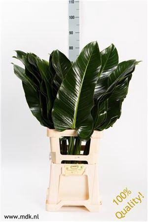 <h4>Philodendron  'St. Tropez'</h4>