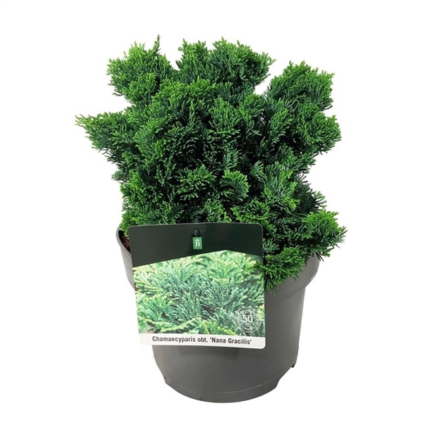 <h4>Chamaecyparis o. 'Nana Gracilis'</h4>