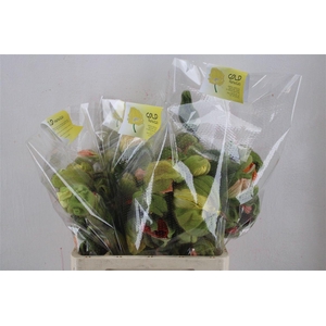 Papaver Mixed Sup Sup P Stem