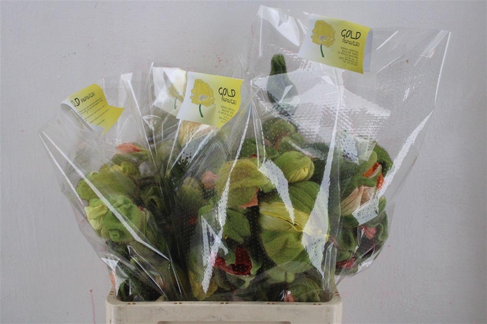 <h4>Papaver Mixed Sup Sup P Stem</h4>