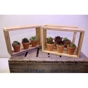 Arr Semp Gem In Houten Venster + Terra Cotta